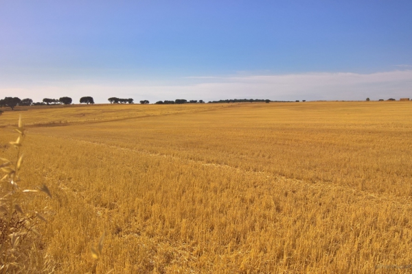 alentejo_1
